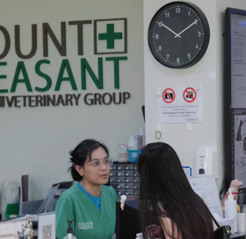 Veterinarians attending to the patient